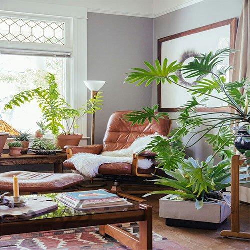 تاثیر گیاهان در دکوراسیون