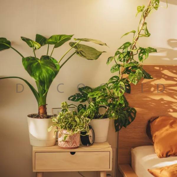 10 گیاهان مناسب اتاق خواب + نحوه نگهداری